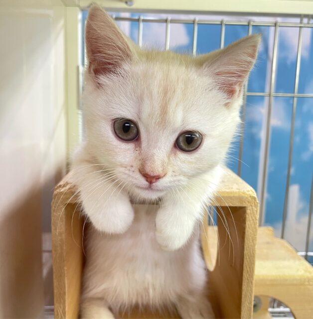 にゃんでぃ〜𝑻𝒖𝒏𝒆🎵💕マンチカン(クリームタビー)🍨男の子💙2025年3月30日 マンチカン