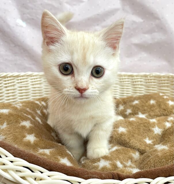 にゃんでぃ〜𝑻𝒖𝒏𝒆🎵💕マンチカン(クリームタビー)🍨男の子💙2025年3月30日 マンチカン