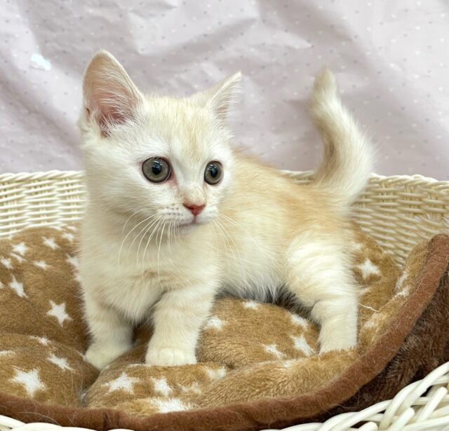 にゃんでぃ〜𝑻𝒖𝒏𝒆🎵💕マンチカン(クリームタビー)🍨男の子💙2025年3月30日 マンチカン