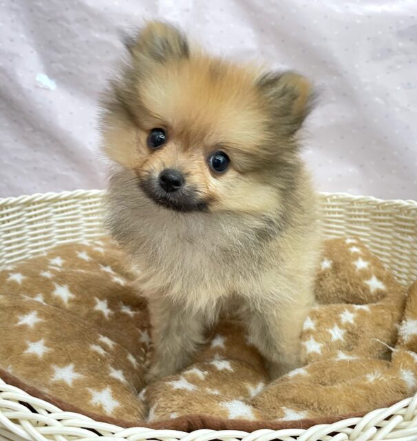💖ポメてぃ〜STREET💖ポメラニアン(オレンジ)🍊女の子💖2025年4月12日生まれ ポメラニアン