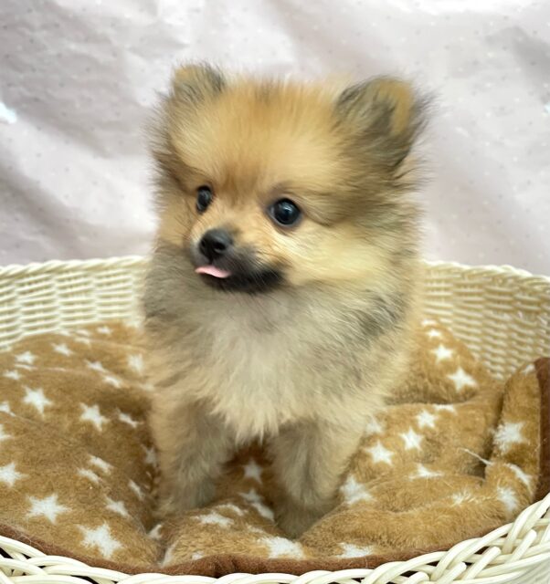 💖ポメてぃ〜STREET💖ポメラニアン(オレンジ)🍊女の子💖2025年4月12日生まれ ポメラニアン