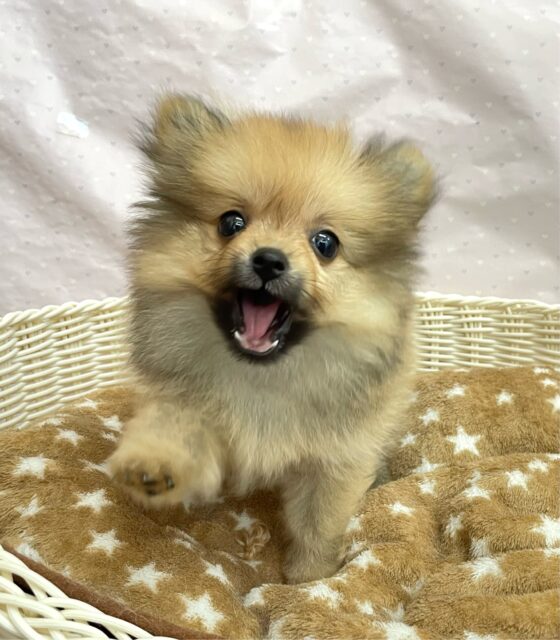 💖ポメてぃ〜STREET💖ポメラニアン(オレンジ)🍊女の子💖2025年4月12日生まれ ポメラニアン