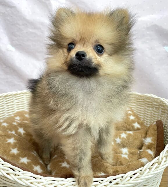 💖ポメてぃ〜STREET💖ポメラニアン(オレンジ)🍊女の子💖2025年4月12日生まれ ポメラニアン