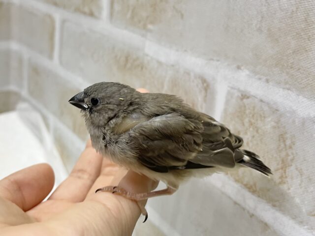 錦花鳥（キンカチョウ）