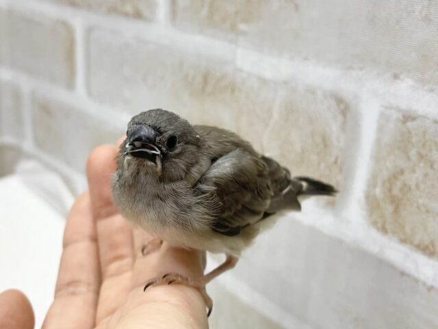 錦花鳥（キンカチョウ）