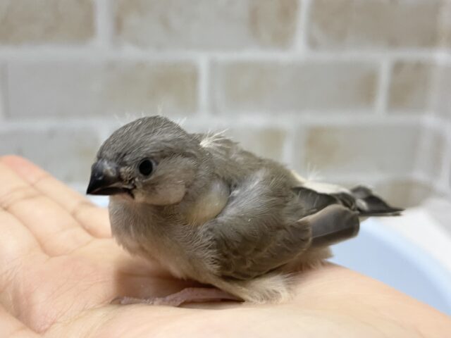 錦花鳥（キンカチョウ）