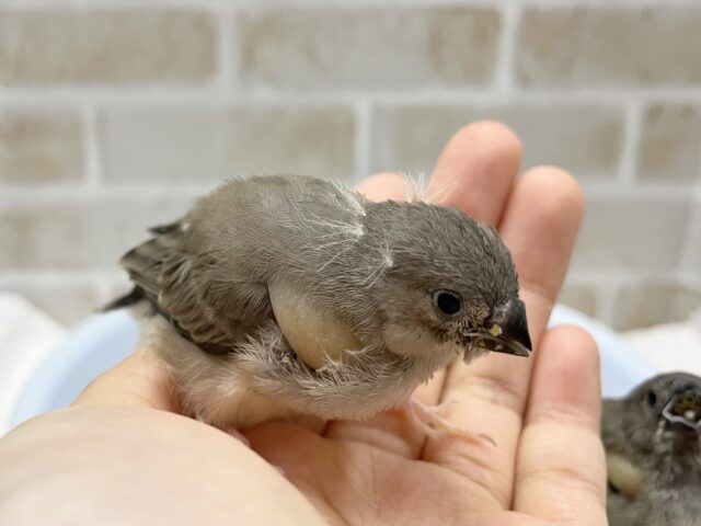 錦花鳥（キンカチョウ）