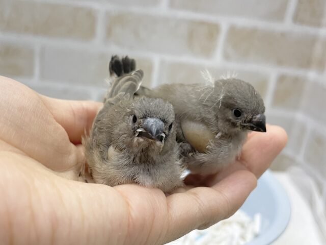 最新画像あり⭐️元気いっぱい！キンカチョウ