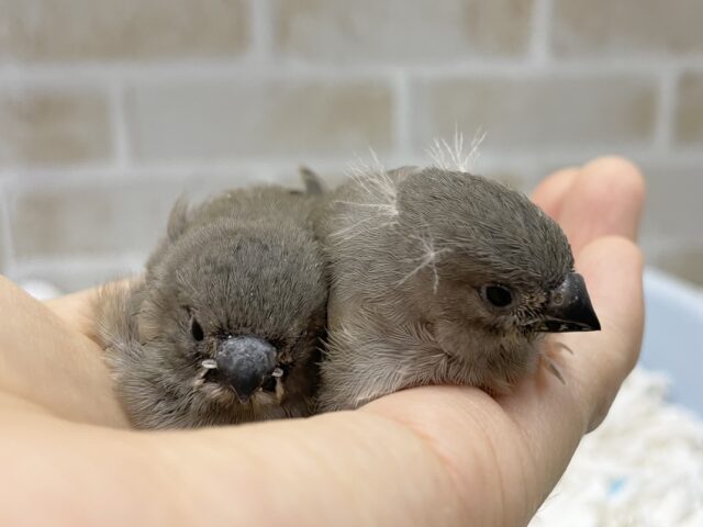 錦花鳥（キンカチョウ）