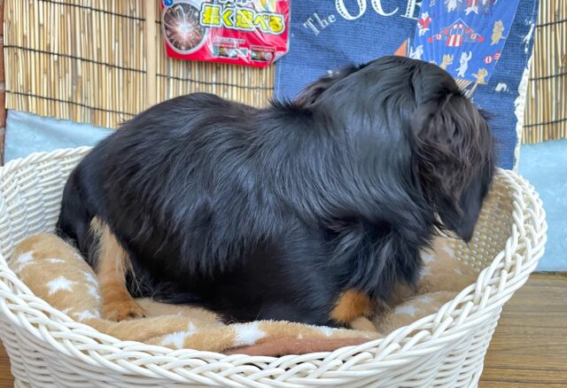 🐾ムチムチボディ🐾カニンヘンダックス(ブラック&タン)🖤男の子2024年6月20日生まれ カニンヘンダックス