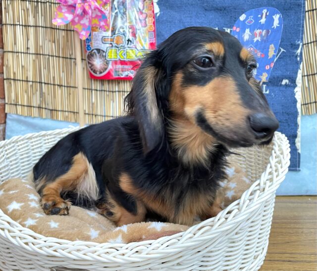 🐾ムチムチボディ🐾カニンヘンダックス(ブラック&タン)🖤男の子2024年6月20日生まれ カニンヘンダックス