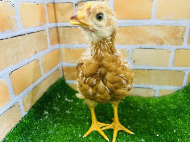 ボリスブラウン