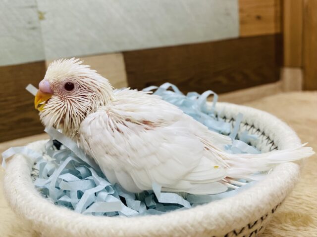 セキセイインコ