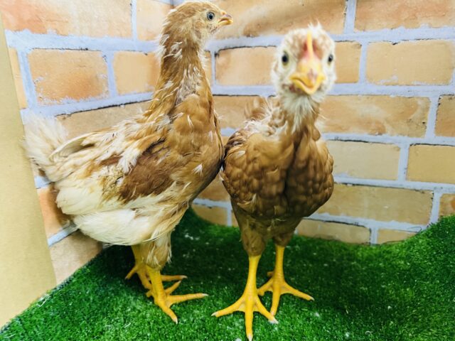 ボリスブラウン