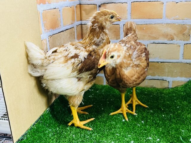 ボリスブラウン