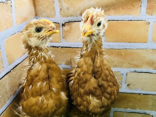 元気もりもり！力強くなっきた！ボリスブラウン♡