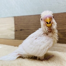 この白さは誰にも負けない‼️セキセイインコのアルビノカラー🌟