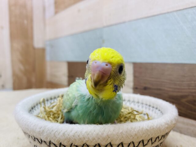 セキセイインコ