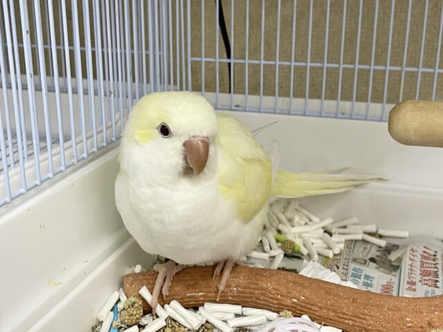 オキナインコ