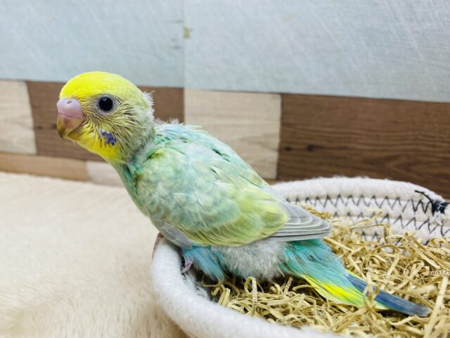 セキセイインコ