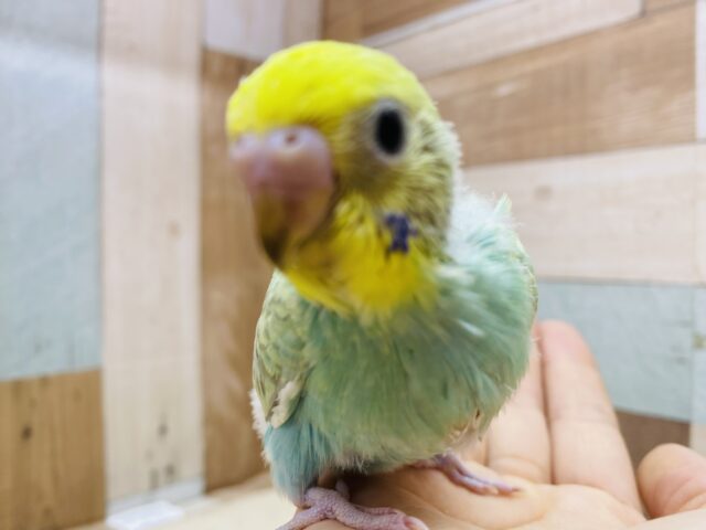 セキセイインコ