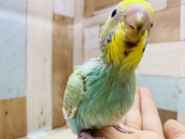 セキセイインコ