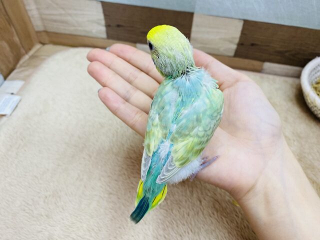セキセイインコ