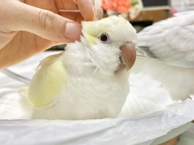 オキナインコ
