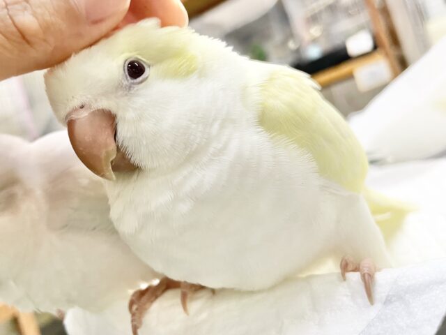オキナインコ
