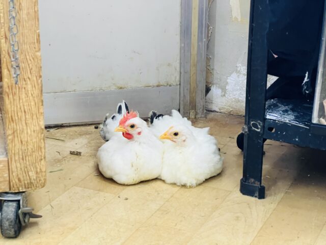 桂チャボ（カツラチャボ）