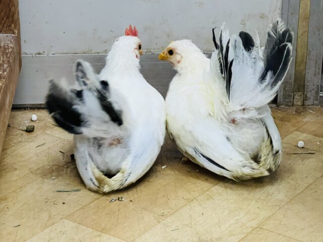 桂チャボ（カツラチャボ）