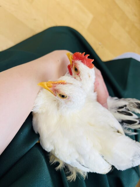 桂チャボ（カツラチャボ）