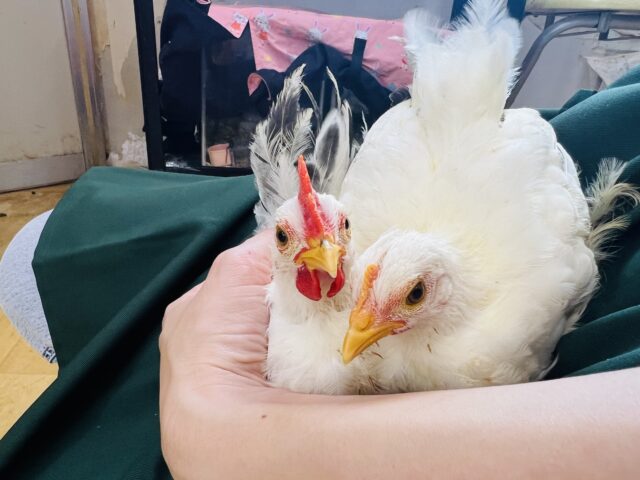 桂チャボ（カツラチャボ）