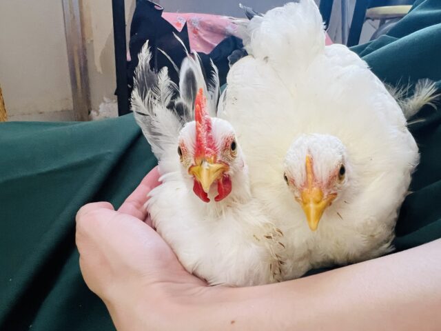 桂チャボ（カツラチャボ）