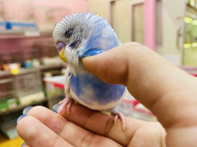 最新画像有ります🌟チャームポイントはべっかむへあ〜💖セキセイインコのパイド‼️