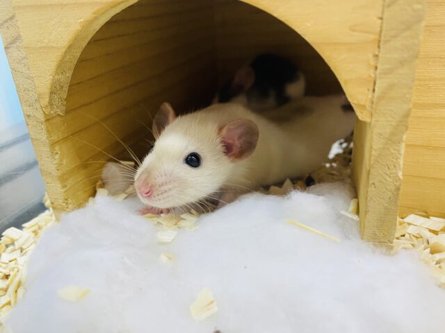 ファンシーラット