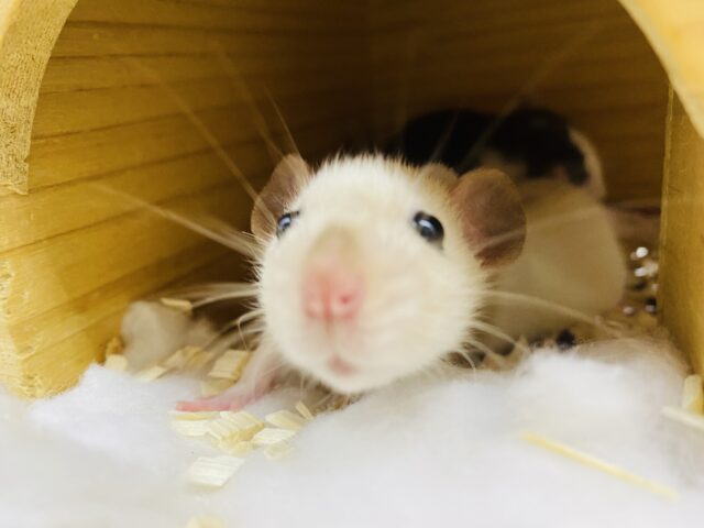 ファンシーラット