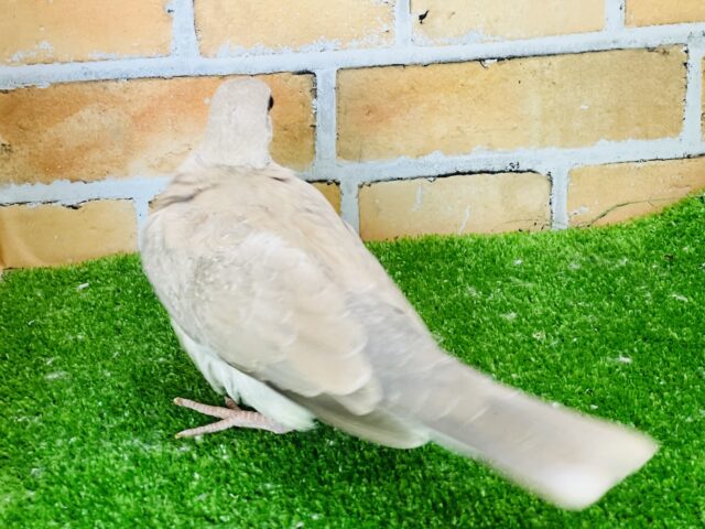 ジュズカケバト