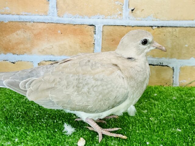 ジュズカケバト