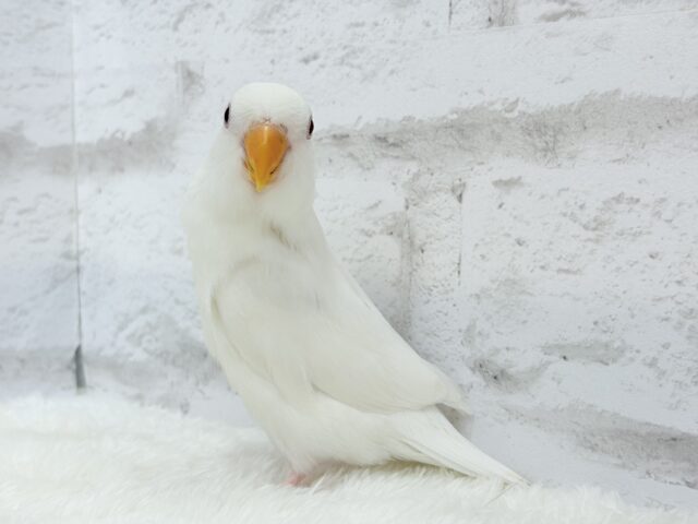 コザクラインコ（小桜インコ）