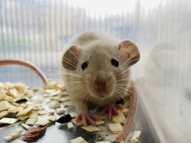 ファンシーラット