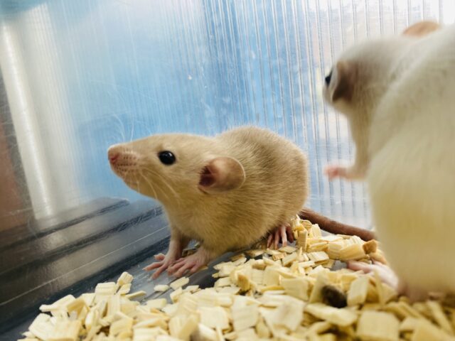 ファンシーラット