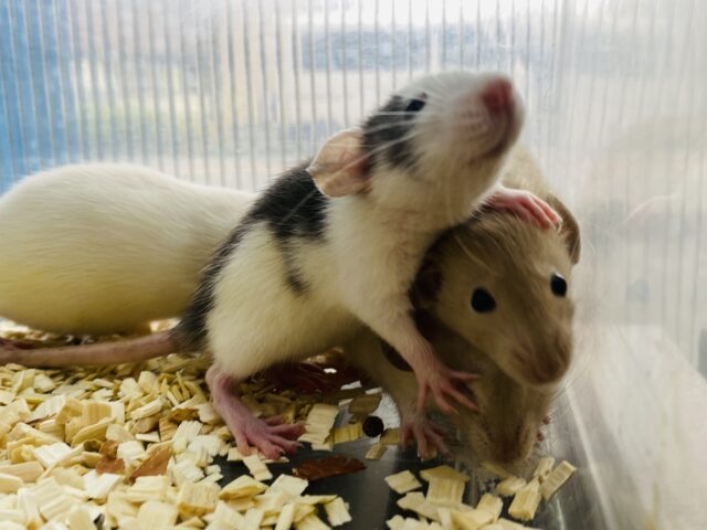 ファンシーラット