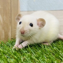 ムチムチっとした体に夢と希望が詰まってる💕優しいお顔のファンシーラット🐁✨