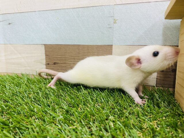 ファンシーラット