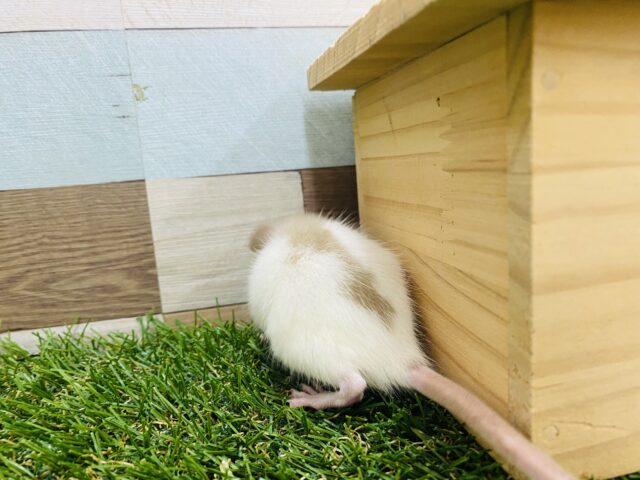 ファンシーラット