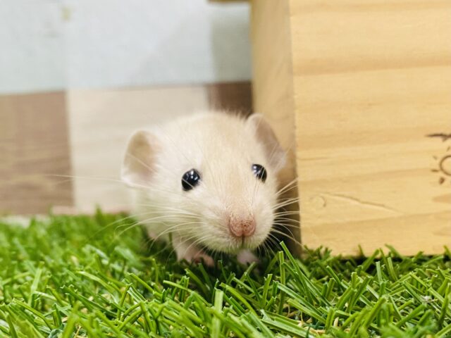 優しいお色で癒されちゃう💕ぽわぽわ雰囲気のファンシーラット🐭