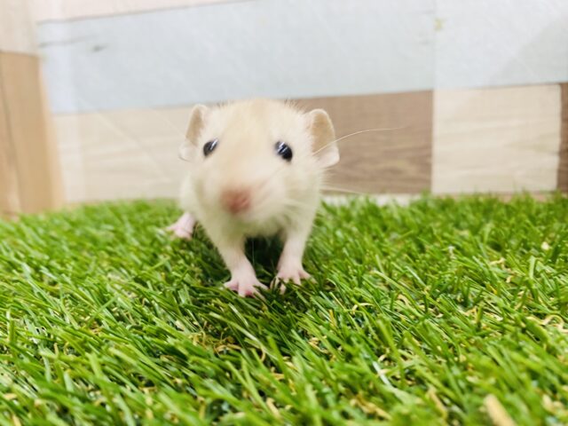 ファンシーラット