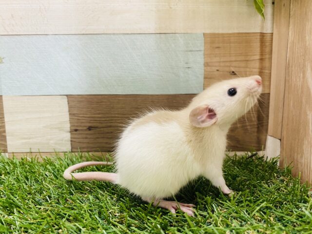 ファンシーラット