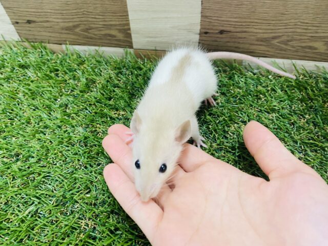 ファンシーラット